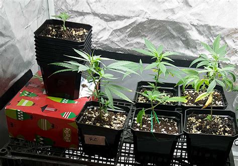 can i grow clone in ziplock bag|clones plant care.